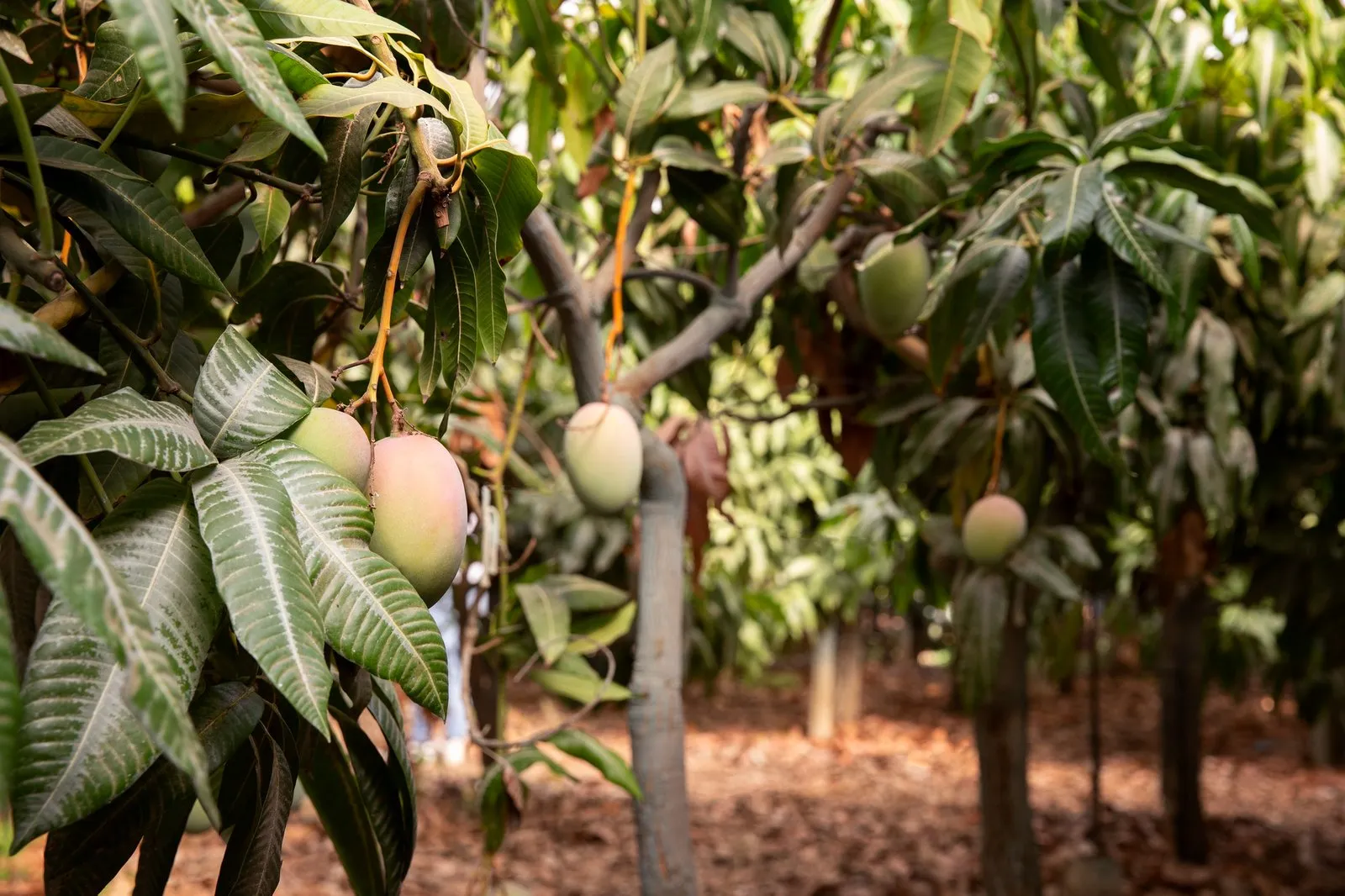 Mangos madurando en el árbol en una finca de cultivo