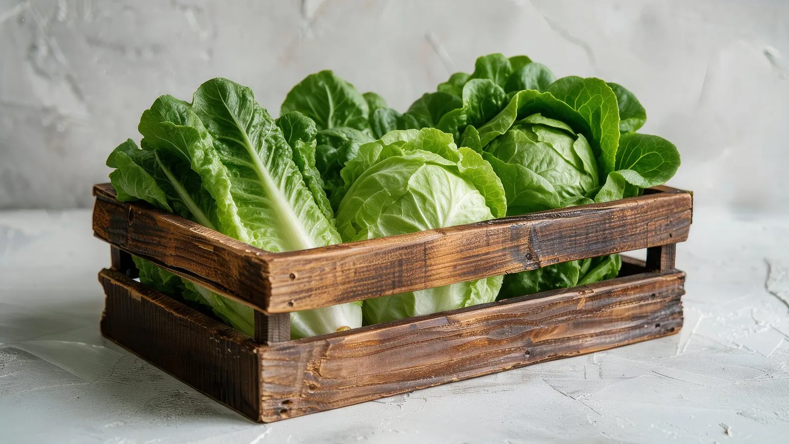 Lechuga